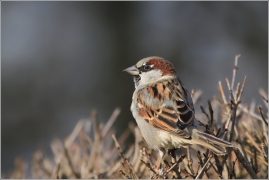 <p>VRABEC DOMÁCÍ (Passer domesticus) /House sparrow - Haussperling/</p>